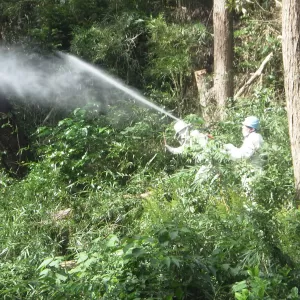三浦市内　自然公園　スズメバチ駆除施工のサムネイル
