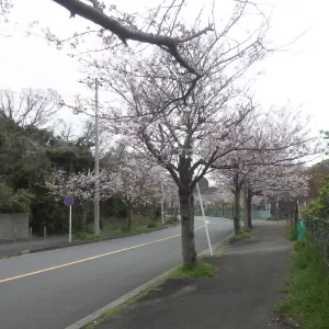 桜～　桜～　桜～のサムネイル