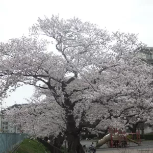 2022年　桜満開～！！のサムネイル